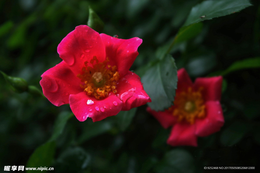 红蔷薇花