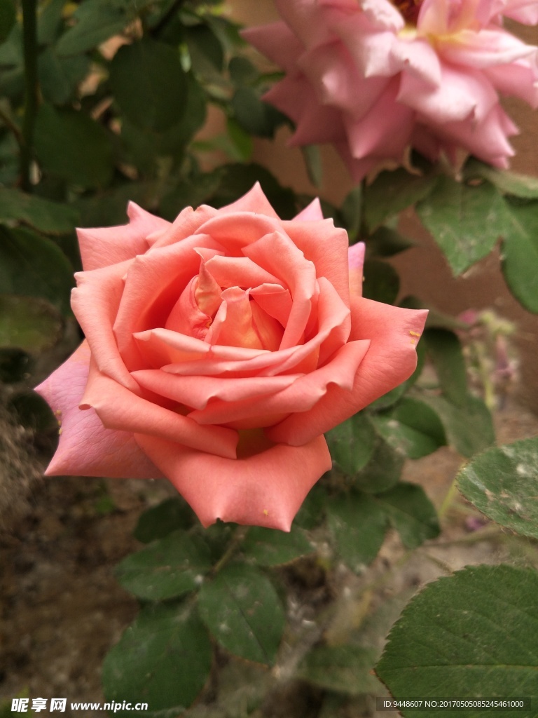 月季花