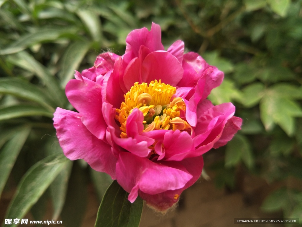 芍药花