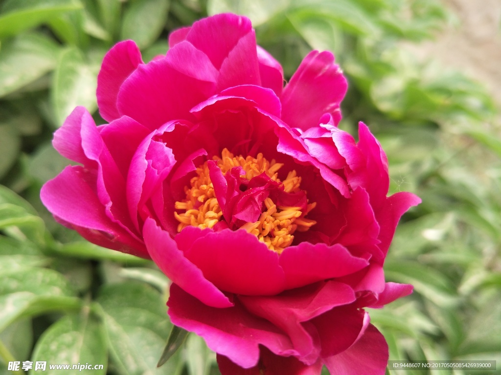 芍药花