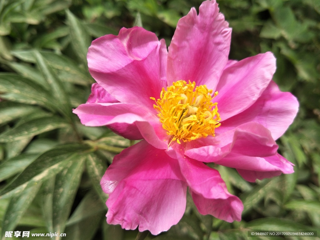 芍药花