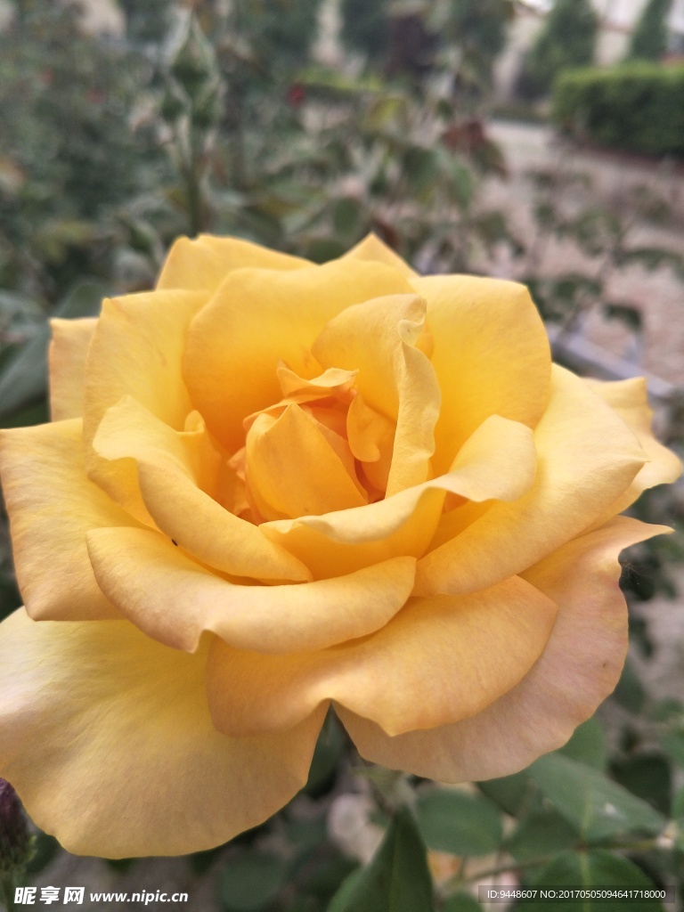 月季花