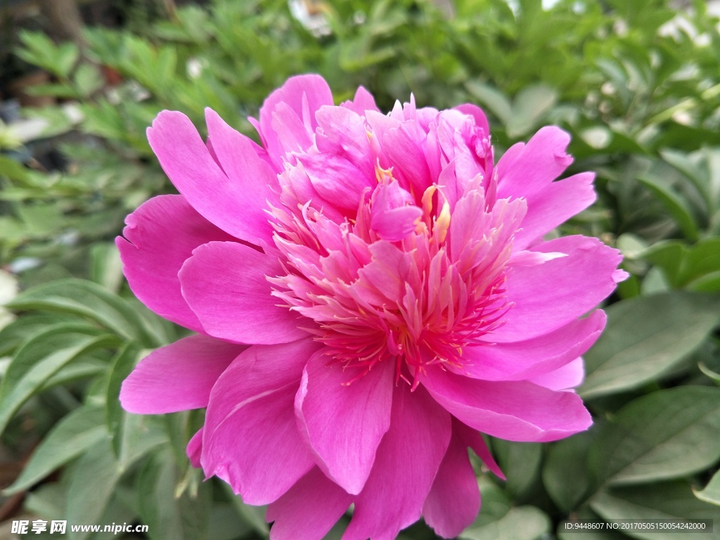 芍药花