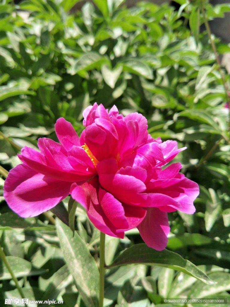 芍药花