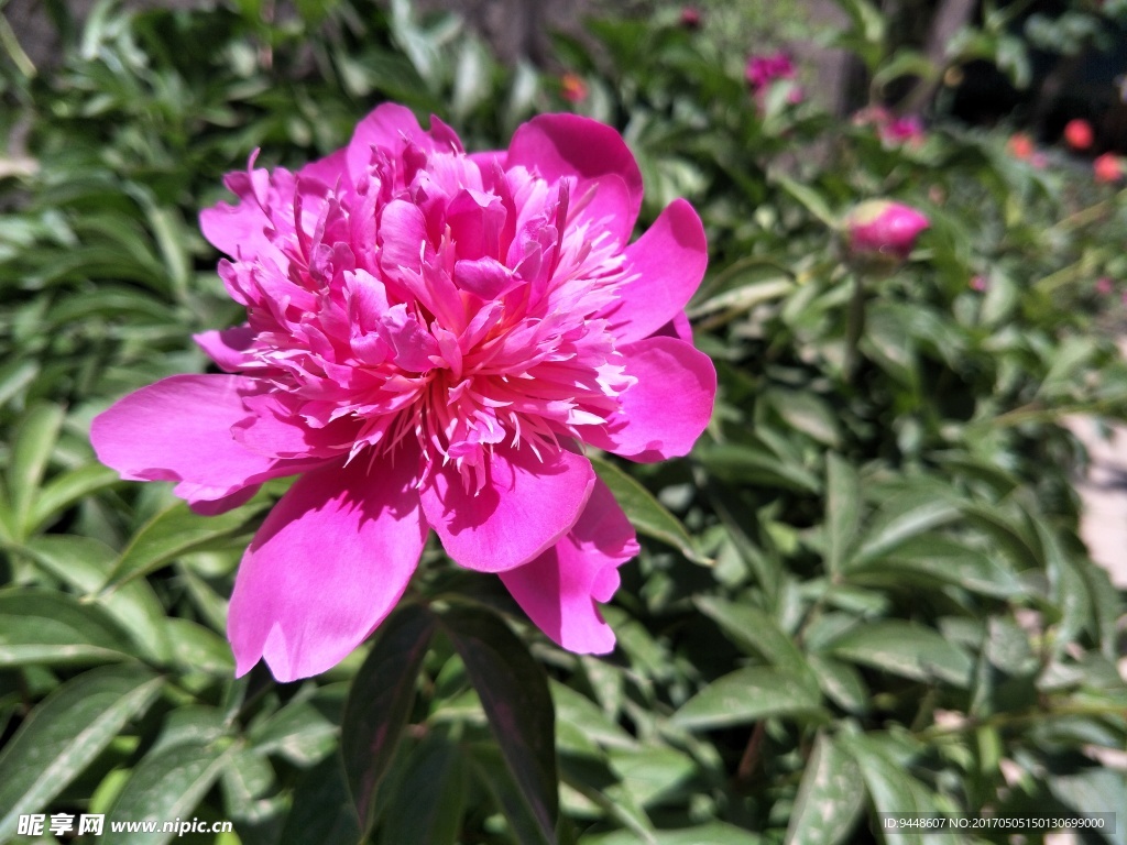 芍药花