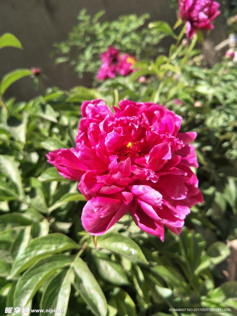 芍药花