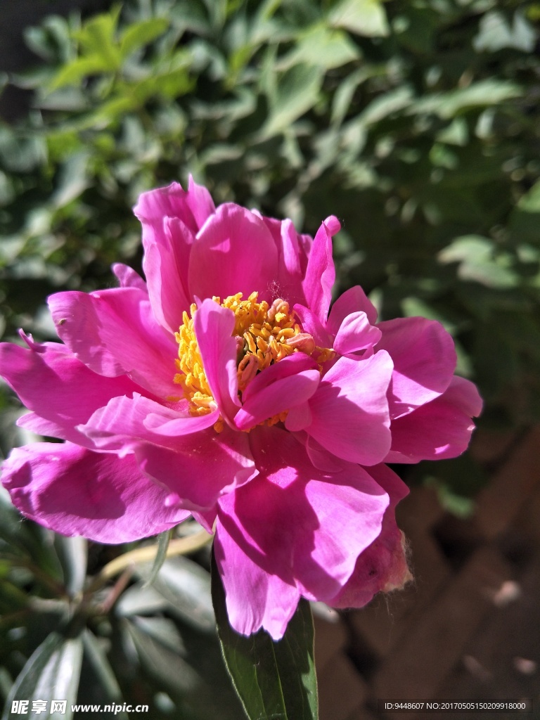芍药花