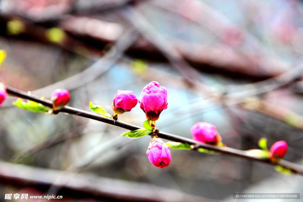 榆叶梅花