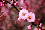 榆叶梅