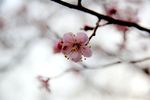 榆叶梅花