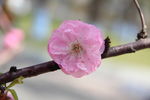 榆叶梅花