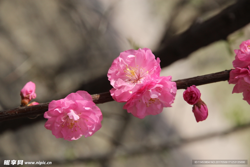 榆叶梅花