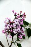 丁香花