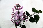 丁香花