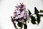 丁香花