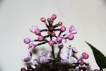 丁香花