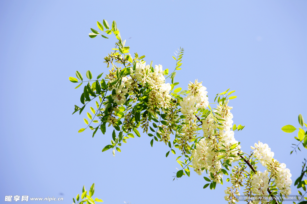 洋槐花