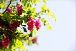 枝叶间红槐花开