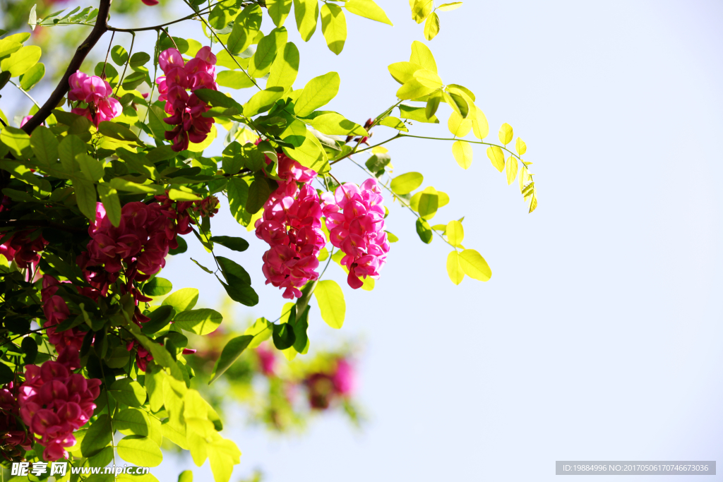 枝叶间红槐花开