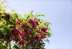 红槐花