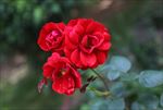 三朵红色月季花