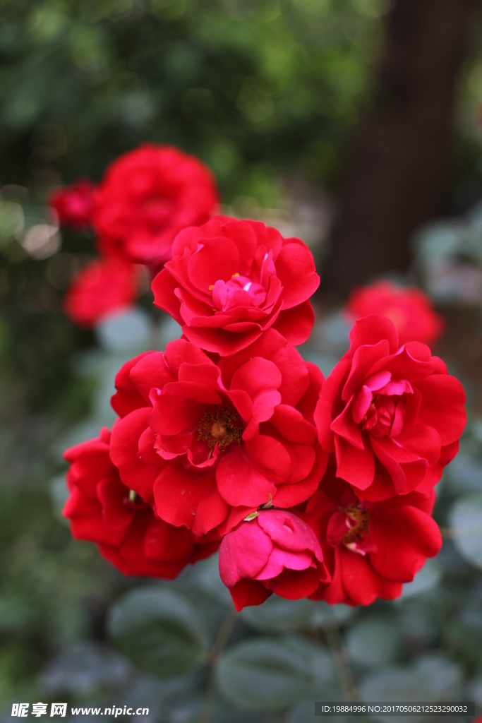 一簇红色月季花