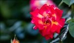 月季花