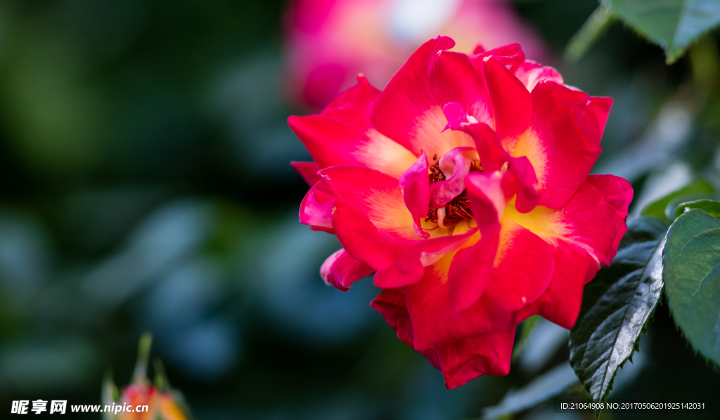 月季花