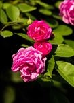 蔷薇花