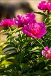 芍药