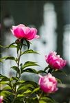芍药花