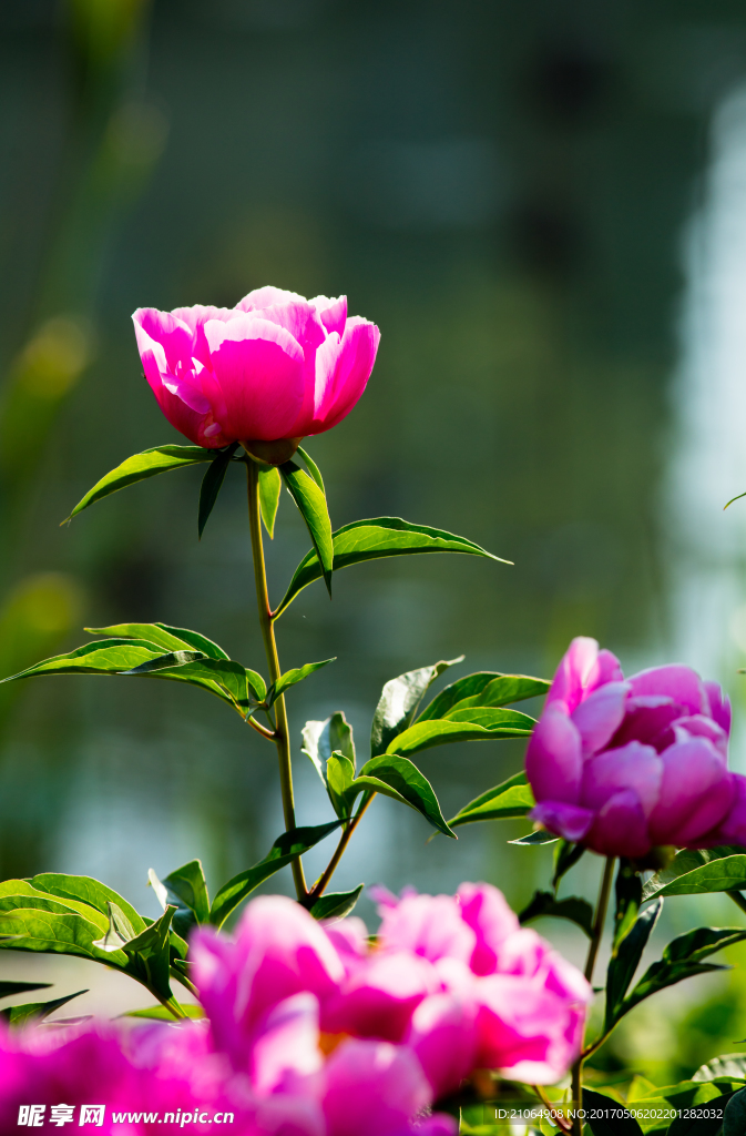 芍药花