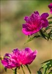 芍药花