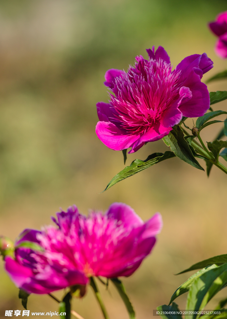 芍药花
