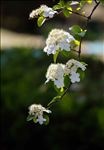 琼花