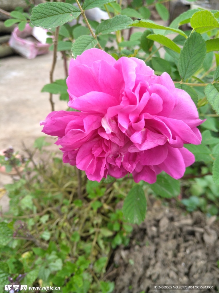 花