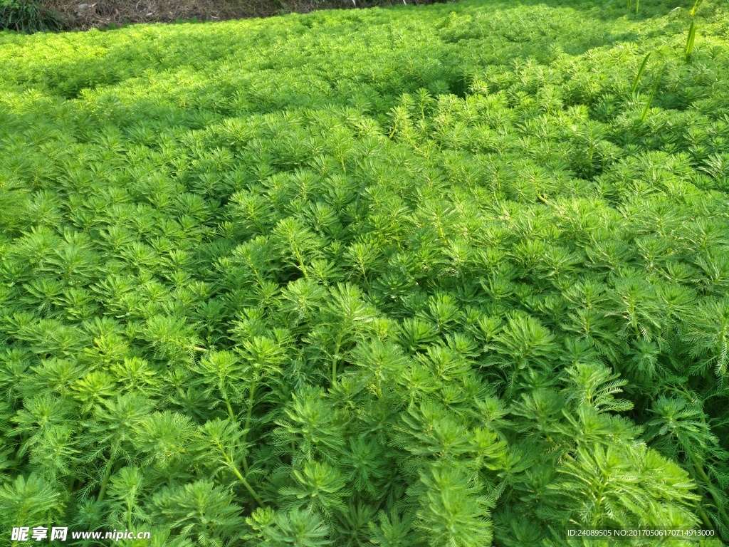 青草  绿色 植物