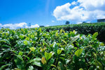 茶乡