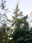 公园奇特杉树