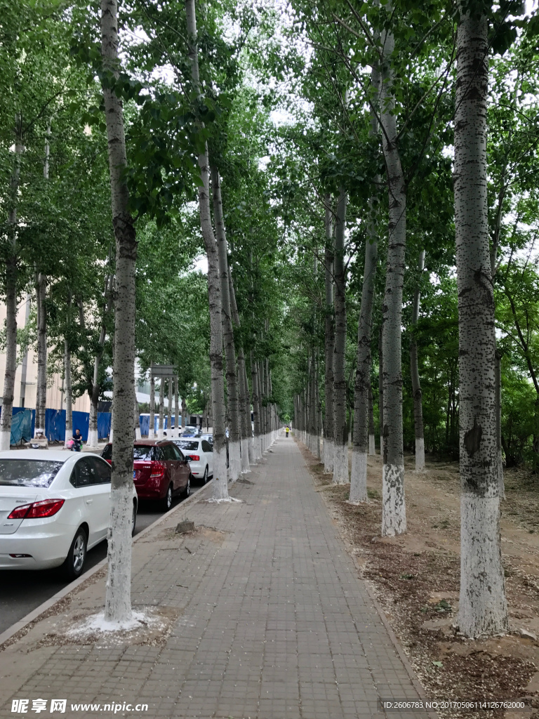 白桦林