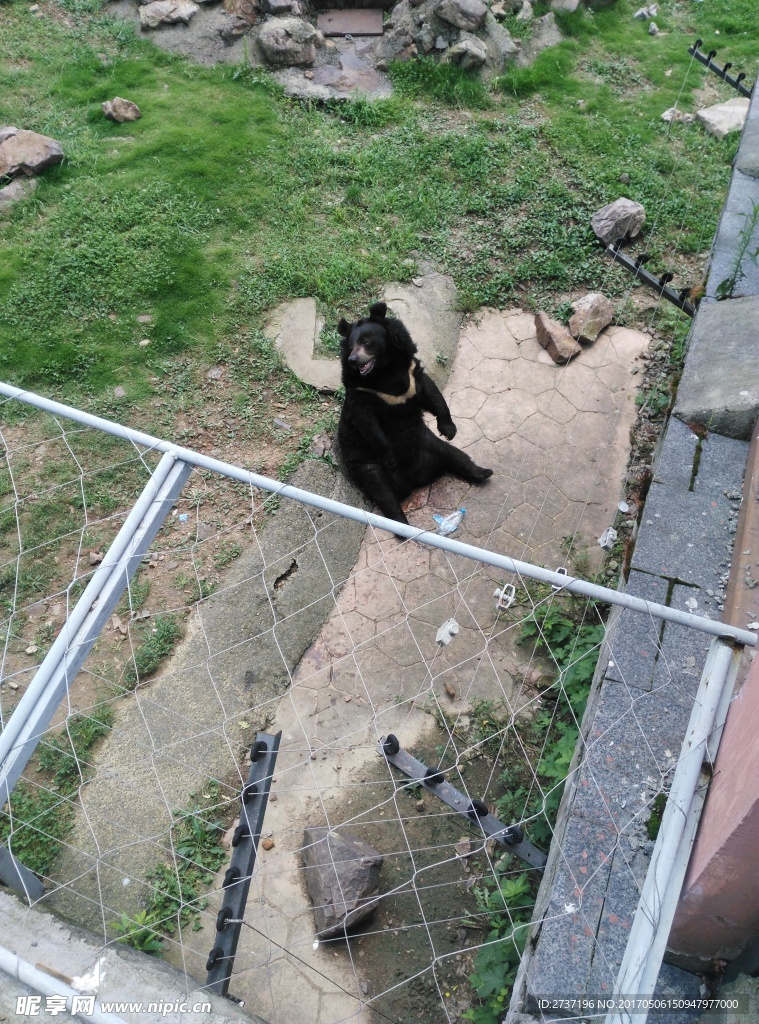 黑熊