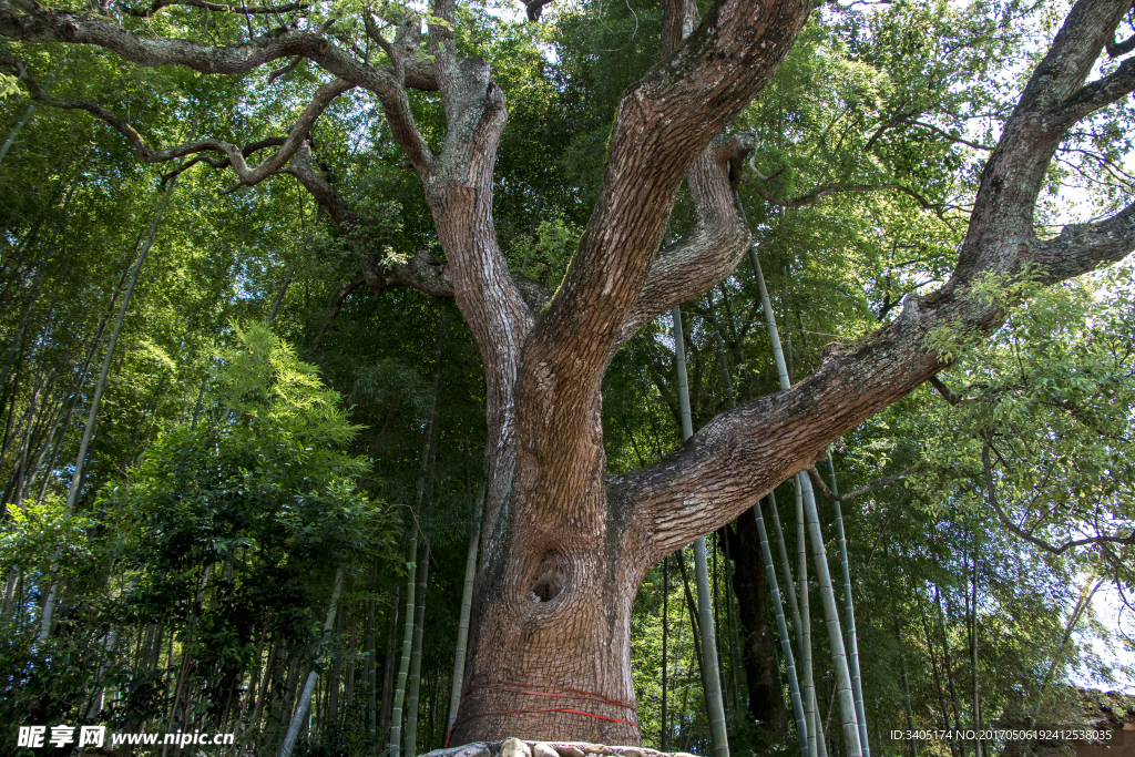 百年香樟树