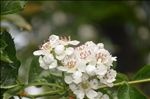 山楂树花