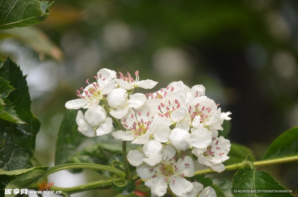 山楂树花