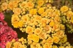 长寿花