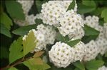 麻叶绣线菊