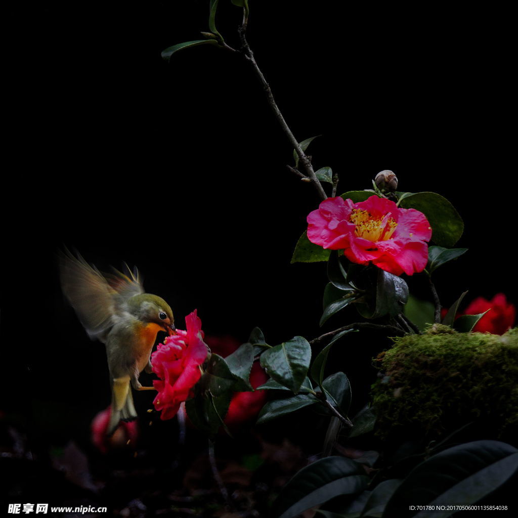 茶花花鸟