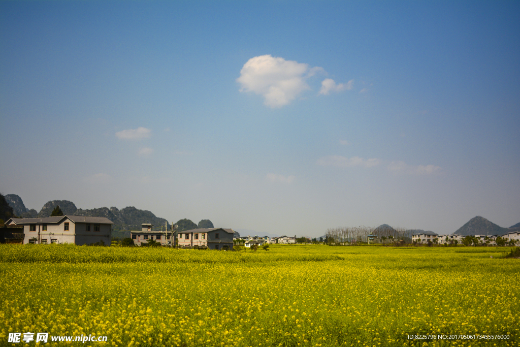 兴义油菜花