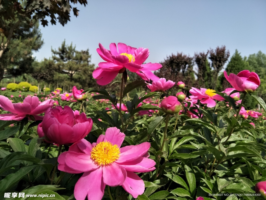 芍药花