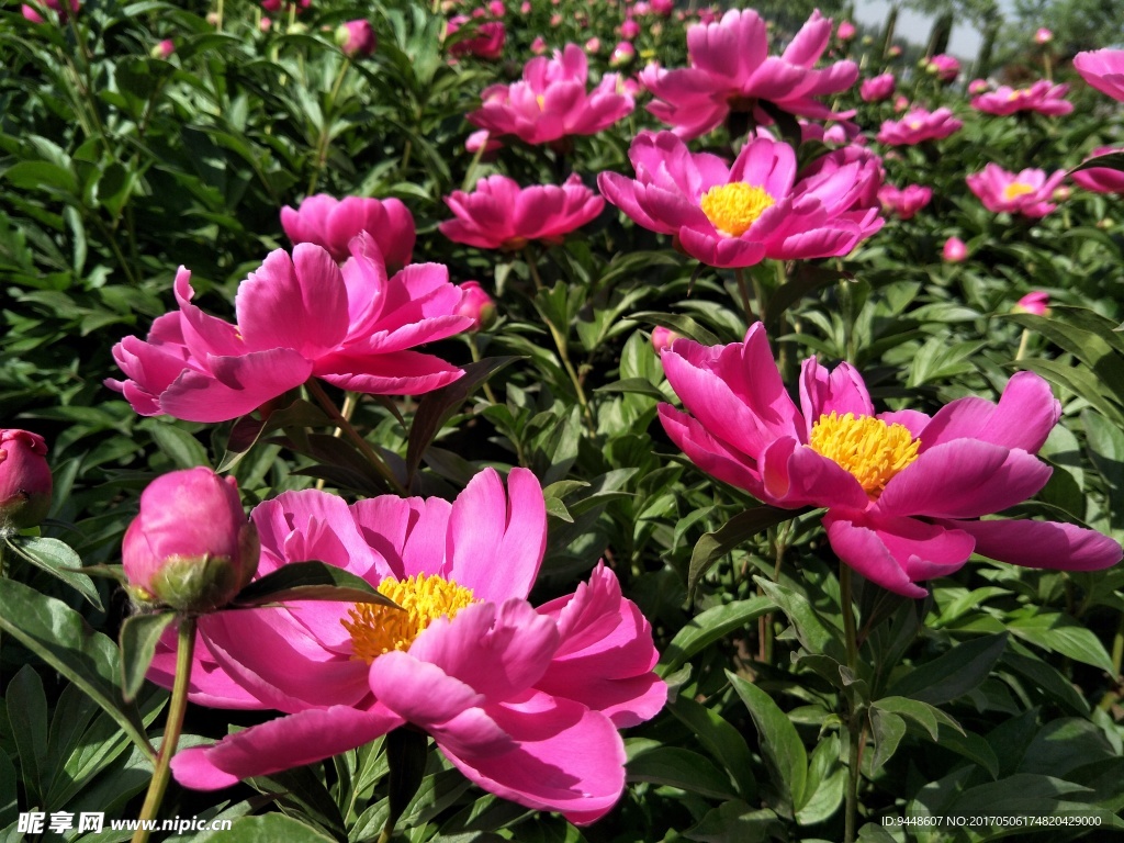 芍药花